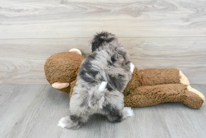Female Hybrid puppy for sale at Pinogy Store.