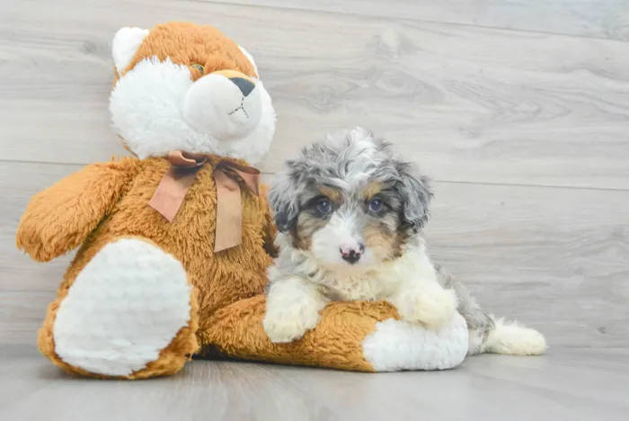 Male Mini Aussiedoodle puppy for sale at Pinogy Store.