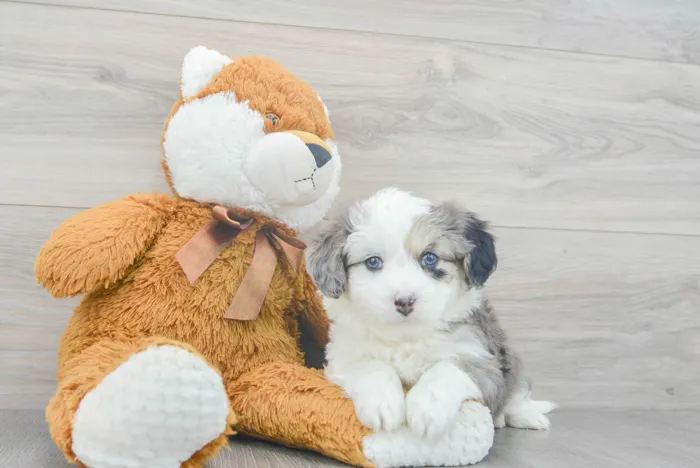 Male Hybrid puppy for sale at Pinogy Store.