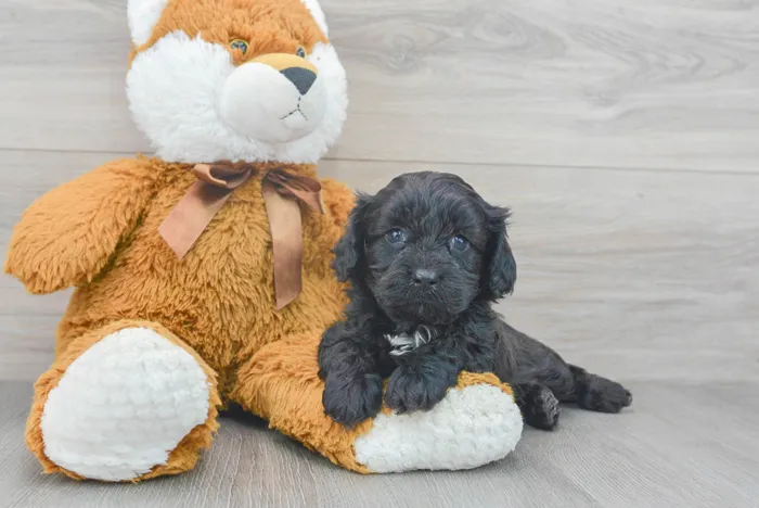 Male Cavapoo puppy for sale at Pinogy Store.