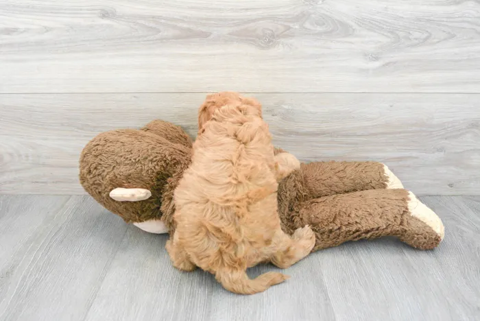 Female Cavapoo puppy named Crystal for sale at Pinogy Store.