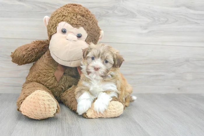 Female Havanese puppy for sale at Pinogy Store.