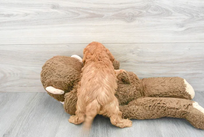Female Cavapoo puppy for sale at Pinogy Store.