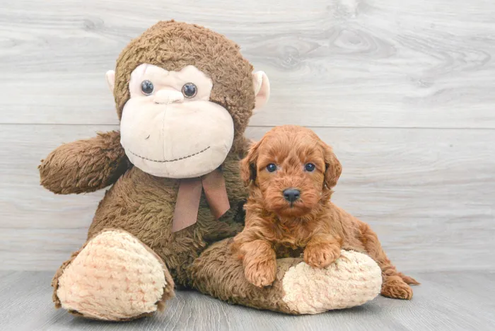 Male Mini Goldendoodle puppy for sale at Pinogy Store.