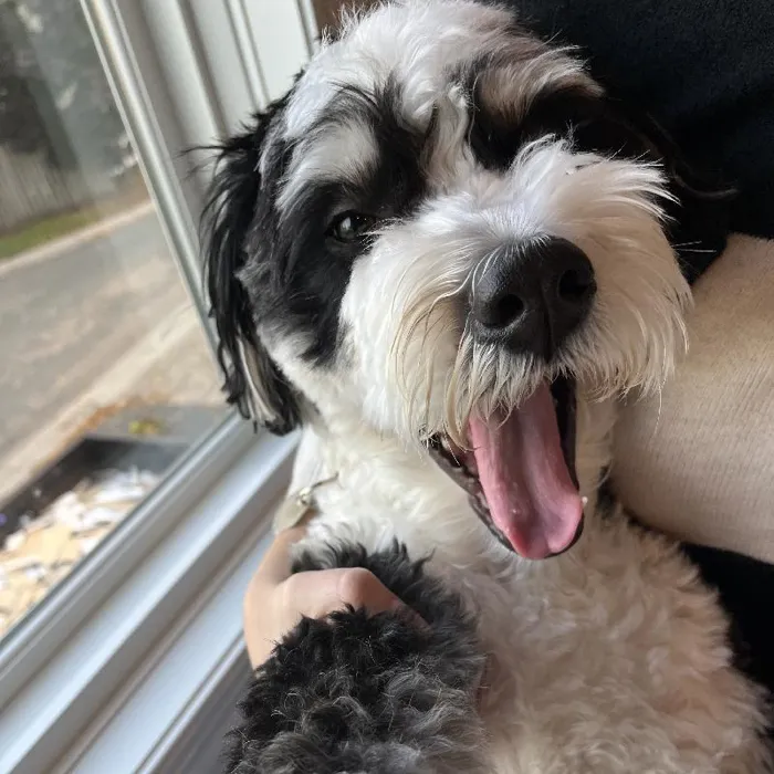 Female Mini Bernedoodle puppy named Pamela for sale at Pinogy Store.