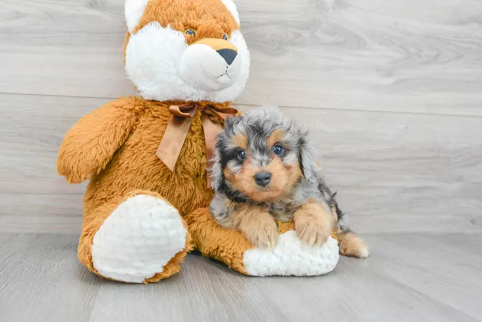 Male Mini Aussiedoodle puppy for sale at Pinogy Store.