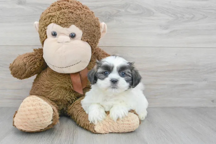 Female Teddy Bear puppy for sale at Pinogy Store.