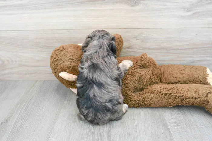 Male Maltipoo puppy named Franklin for sale at Pinogy Store.