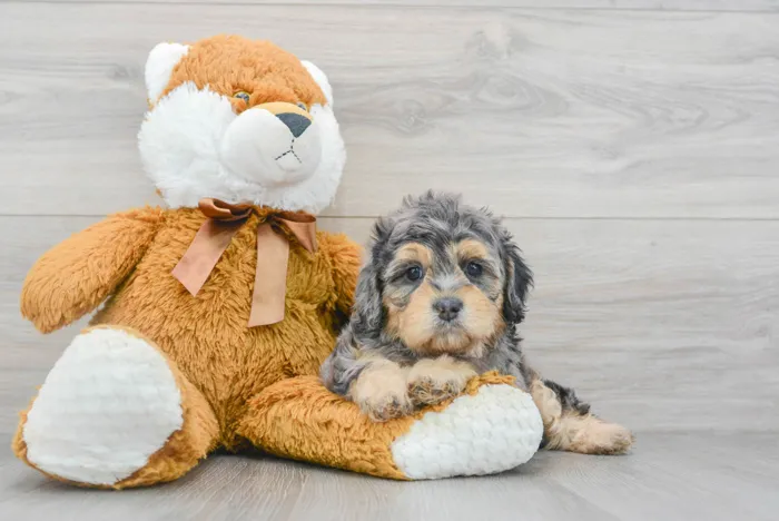 Female Cavapoo puppy for sale at Pinogy Store.