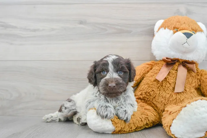 Female Portuguese Water Dog puppy for sale at Pinogy Store.
