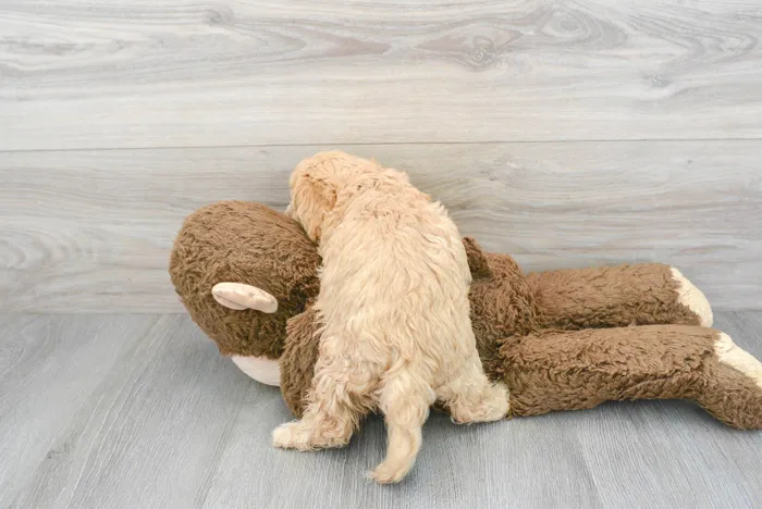 Female Cavapoo puppy for sale at Pinogy Store.