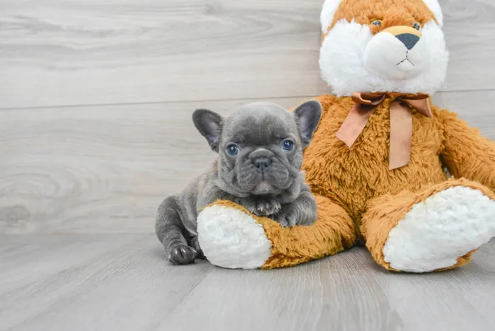 Male French Bulldog puppy for sale at Pinogy Store.