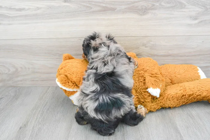 Male Mini Aussiedoodle puppy for sale at Pinogy Store.