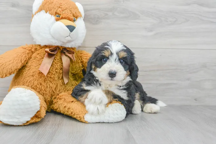 Male Mini Bernedoodle puppy for sale at Pinogy Store.
