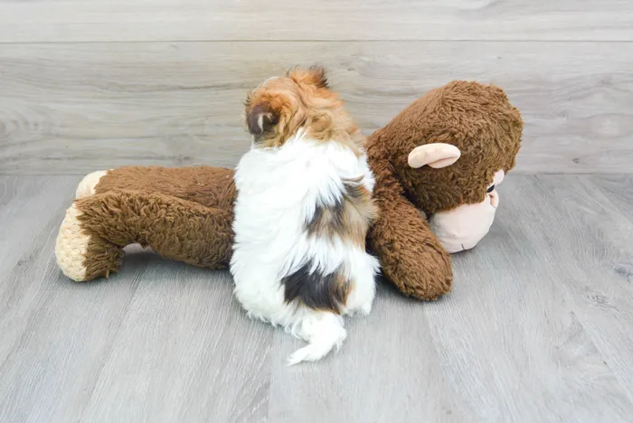 Female Havanese puppy for sale at Pinogy Store.