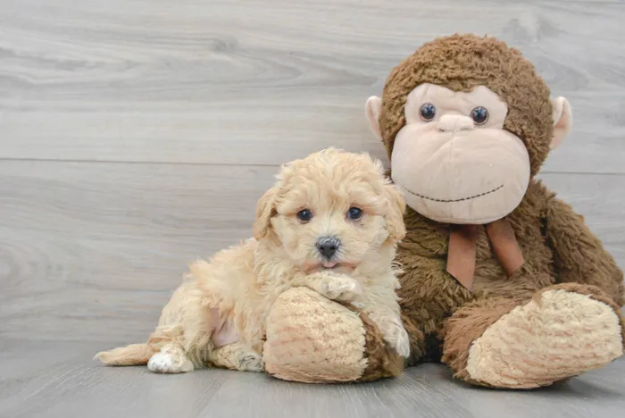 Male Maltipoo puppy for sale at Pinogy Store.