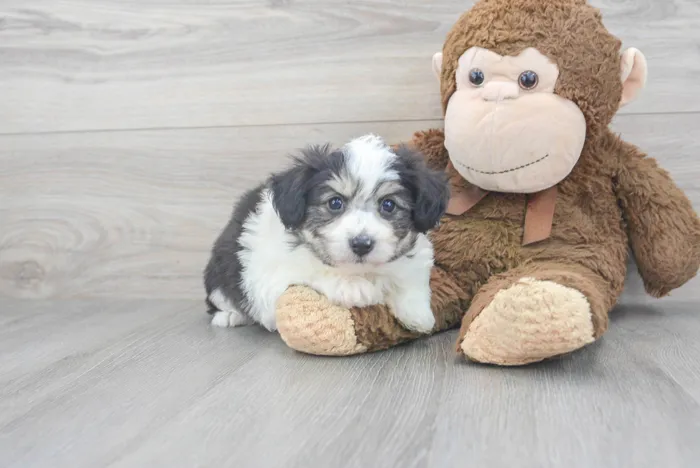 Male Hybrid puppy for sale at Pinogy Store.
