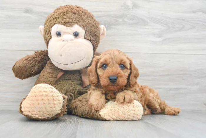 Male Cavapoo puppy for sale at Pinogy Store.