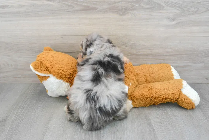 Male Mini Aussiedoodle puppy for sale at Pinogy Store.