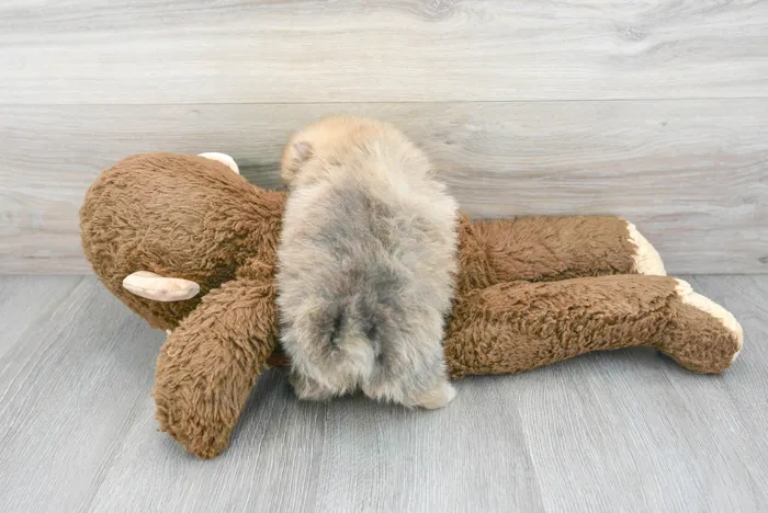 Female Pomeranian puppy for sale at Pinogy Store.