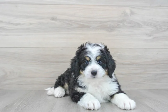 Female Mini Bernedoodle puppy named Cynthia for sale at Pinogy Store.