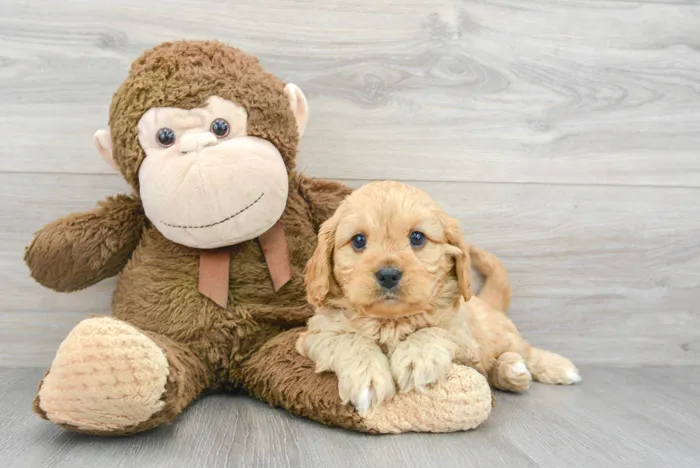 Male Cavapoo puppy for sale at Pinogy Store.