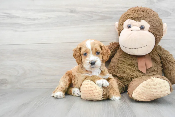 Male Cockapoo puppy for sale at Pinogy Store.