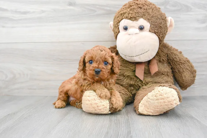 Male Cavapoo puppy for sale at Pinogy Store.