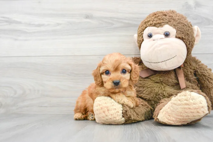 Male Cavapoo puppy for sale at Pinogy Store.
