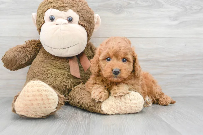 Female Mini Goldendoodle puppy for sale at Pinogy Store.