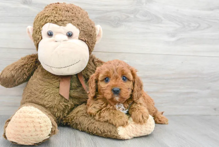 Female Cavapoo puppy for sale at Pinogy Store.