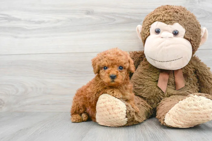Female Cavapoo puppy for sale at Pinogy Store.