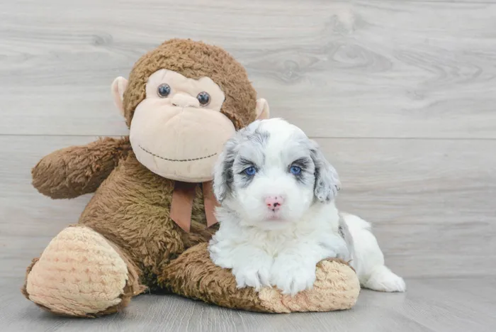 Male Mini Aussiedoodle puppy named Brian for sale at Pinogy Store.