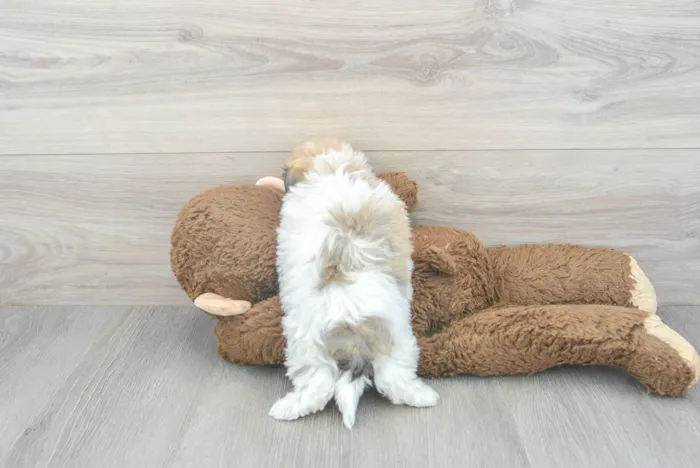 Male Hava-Chon puppy for sale at Pinogy Store.