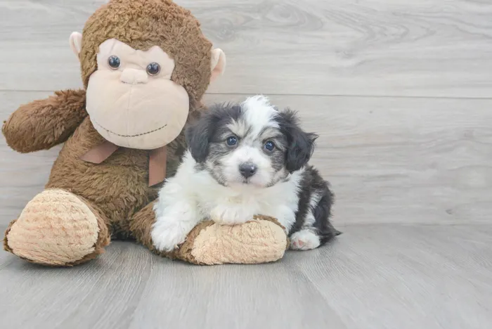 Male Hybrid puppy for sale at Pinogy Store.