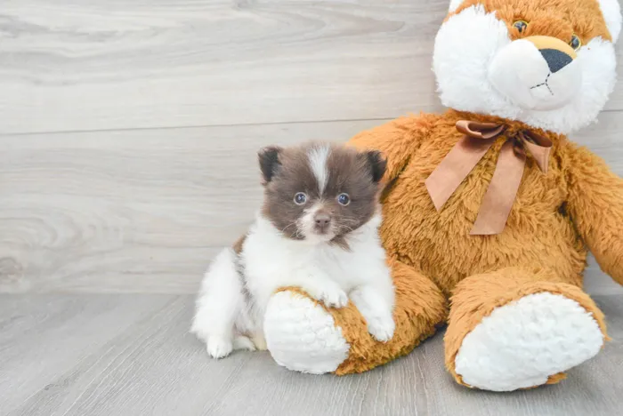 Female Pomeranian puppy for sale at Pinogy Store.