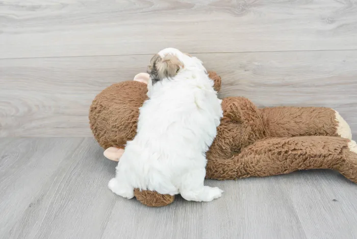 Male Maltipoo puppy for sale at Pinogy Store.