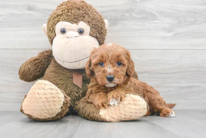 Female Mini Goldendoodle puppy for sale at Pinogy Store.