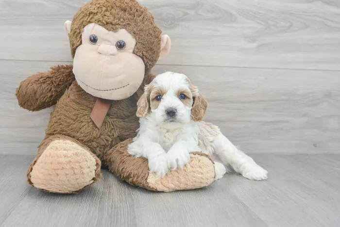 Male Cavapoo puppy for sale at Pinogy Store.