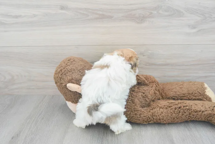 Female Havanese puppy for sale at Pinogy Store.