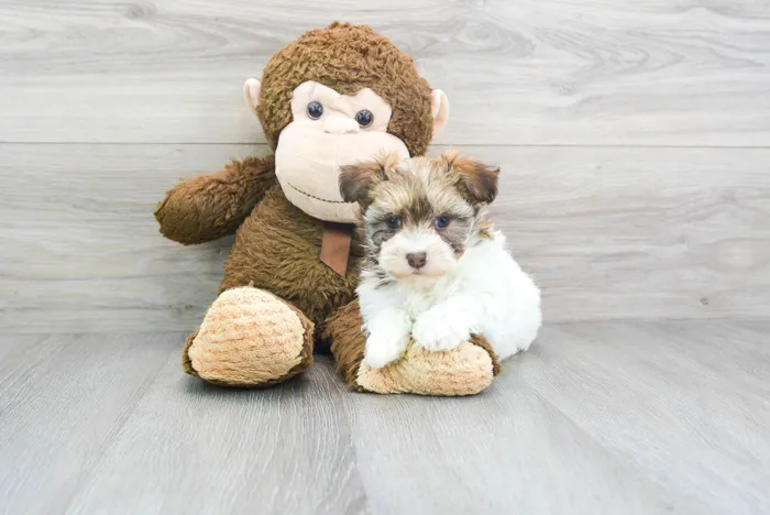 Female Havanese puppy for sale at Pinogy Store.