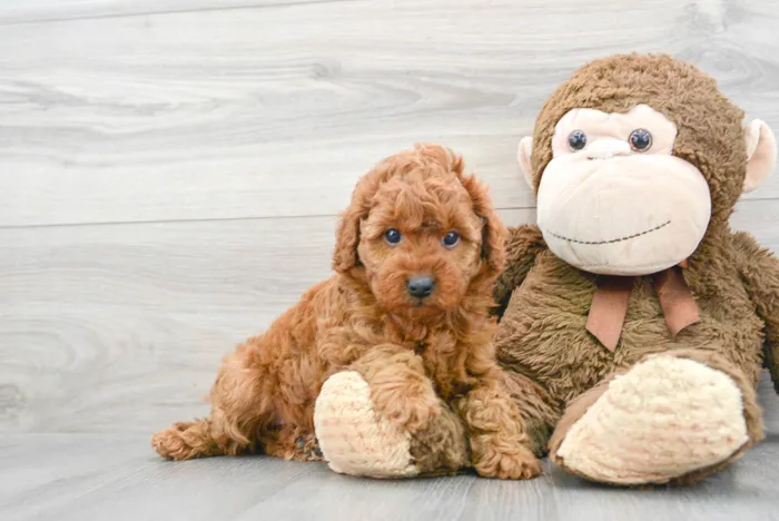 Female Mini Goldendoodle puppy for sale at Pinogy Store.