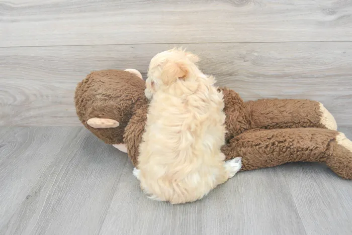 Female Maltipoo puppy for sale at Pinogy Store.