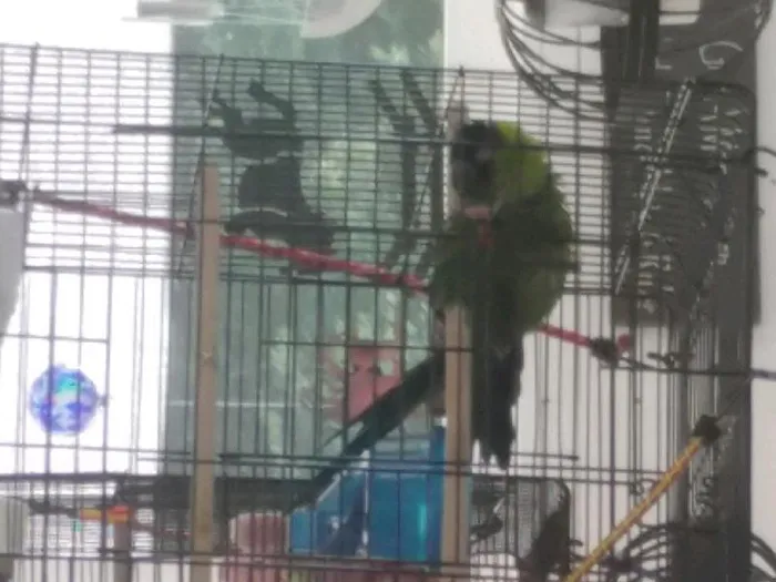Unknown Conure bird for sale at Pinogy Store.