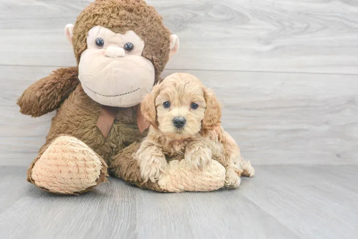 Male Maltipoo puppy for sale at Pinogy Store.