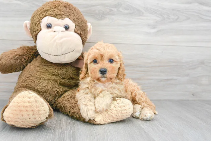 Female Cavapoo puppy for sale at Pinogy Store.