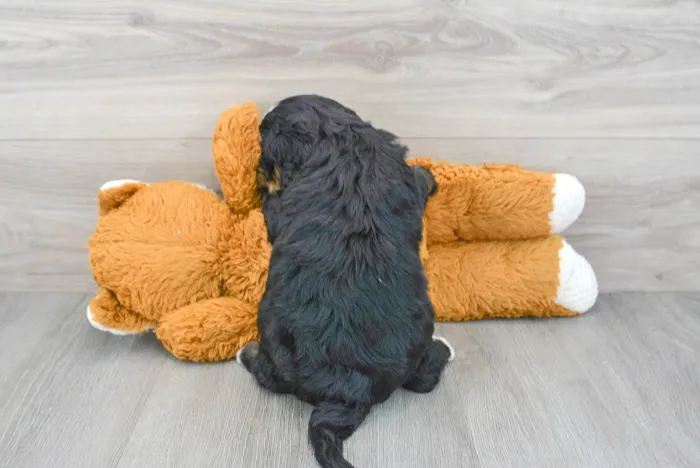 Male Mini Bernedoodle puppy for sale at Pinogy Store.