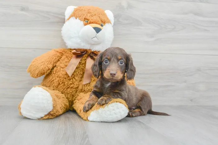 Male Dachshund puppy for sale at Pinogy Store.