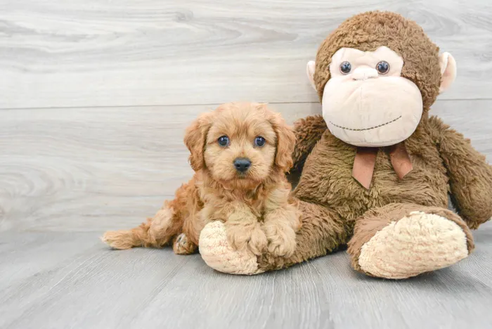 Female Cavapoo puppy named Crystal for sale at Pinogy Store.