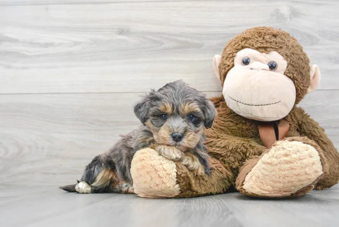 Male Maltipoo puppy for sale at Pinogy Store.